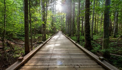 Obraz premium 푸른 숲속을 따라 이어진 나무데크 산책로