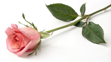 Obraz premium Illustration of a rose flower in its bud stage with a single petal unfolding on white background, natural beauty, fresh petals