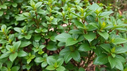 Obraz premium Jiaogulan plant with green leaves in a garden setting, botanical, greenery