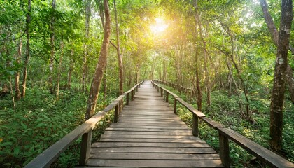 푸른 숲속을 따라 이어진 나무데크 산책로