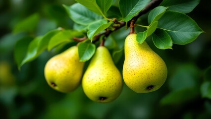 Vibrant young pear fruits hanging on a branch, surrounded by dewy green leaves, highlighted by a dynamic water splash. Captured in a conceptual stock photography style