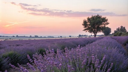 Obraz premium pastel shades of lavender and lilac blend in the fading light, soothing colors, cloud formations