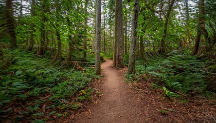 Obraz premium 푸른 숲속을 따라 이어진 산책, 트레일 코스