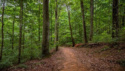 Obraz premium 푸른 숲속을 따라 이어진 산책, 트레일 코스
