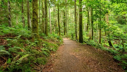 Obraz premium 푸른 숲속을 따라 이어진 산책, 트레일 코스