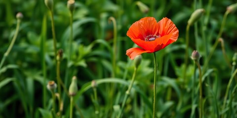 Fototapeta premium Red poppy flower in a lush green background, botanical, foliage, greenery