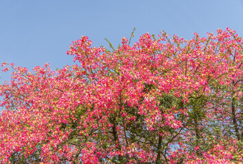 pink silk floss tree flower in garden with blue sky background