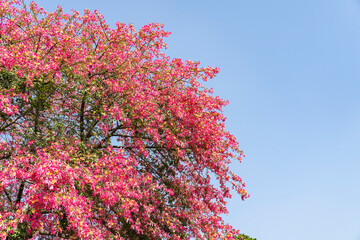 pink silk floss tree flower in garden with blue sky background