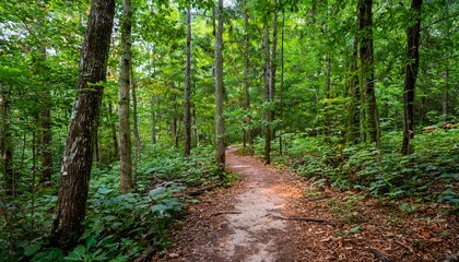 Fototapeta premium 푸른 숲속을 따라 이어진 산책, 트레일 코스