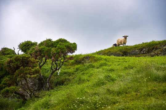 Landschaft mit Schaf auf Sheap`s Head in Irland
