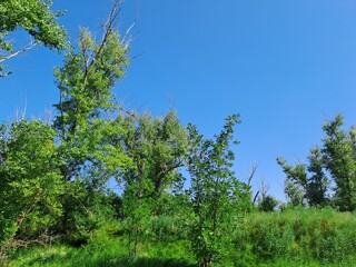 trees against sky