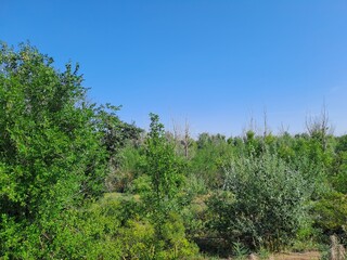 trees on the hill
