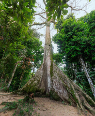 The Lupuna tree in the Peruvian Amazon. It reaches up to 70 meters in height and its trunk can...