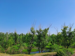 Obraz premium trees in the forest