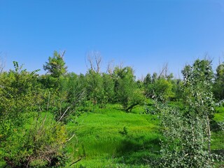 Obraz premium trees and sky