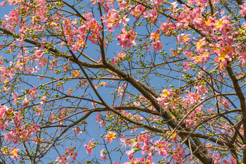 pink silk floss tree flower in garden with blue sky background