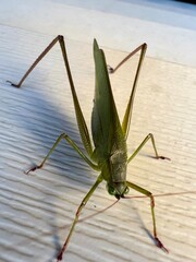 close up of green grasshopper on a surface