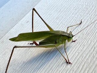 close up of green grasshopper on a surface