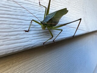 close up of green grasshopper on a surface