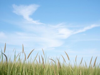Obraz premium Softly filtered blue sky with wispy white clouds floating above a sea of swaying tall grass, airy-scenes, fluffy-clouds, rustic-background