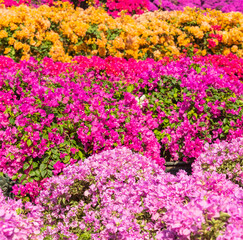 purple bougainvillea flowers in garden