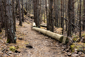 A forest path with dense trees in the forest area, fallen leaves, and large logs as a barrier.