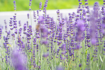 Lavender flowers on a meadow. Background with violet flowers, selective focus.