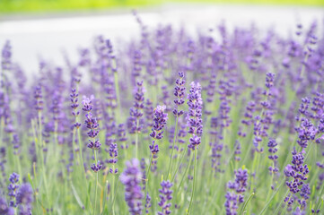 Lavender flowers on a meadow. Background with violet flowers, selective focus.