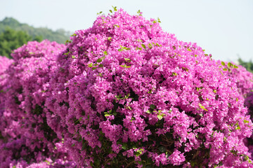 Obraz premium purple bougainvillea flowers in garden