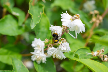 White flowers with a bee collecting honey and pollinating the plants.  flowers of Deutzia scabra with bee.