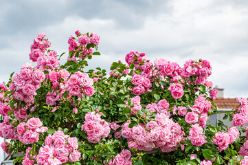 Pink flowers, buds, pink roses in the garden.