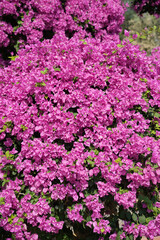 purple bougainvillea flowers in garden