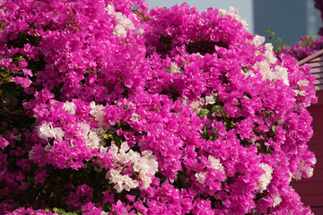 purple bougainvillea flowers in garden