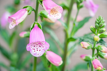 Digitalis purpurea the foxglove or common foxglove, is a toxic species of flowering plant in the plantain family Plantaginaceae. Flowers close up. © Evgeniya