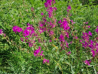 pink flowers in a field