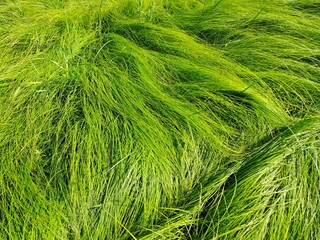 green grass texture