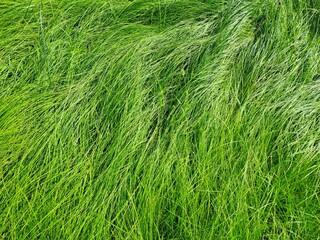 green grass texture
