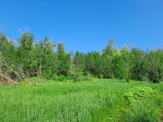 Obraz premium trees in the field