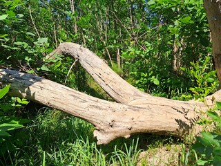 a log in the wood