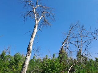 tree in the sky