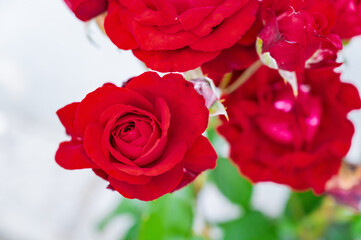Red flowers, buds rose, love and romance.