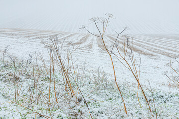 Fototapeta premium Early winter snow in November falling on dead umbellifera stems on the margin of a ploughed field near the Cotswold village of Snowshill, Gloucestershire, England UK
