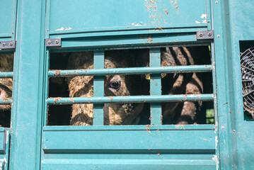A sad bull in a truck trailer. Close up of dirty and exhausted bulls and cows in cage trailer....