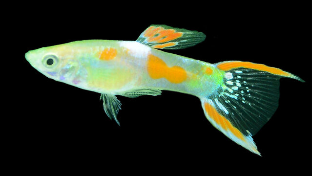 Calico Endler's Guppy (Male)
