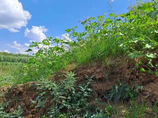 grass and blue sky