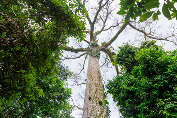 Fototapeta premium The Lupuna tree in the Peruvian Amazon. It reaches up to 70 meters in height and its trunk can reach more than 3 meters in diameter, with tabular roots.