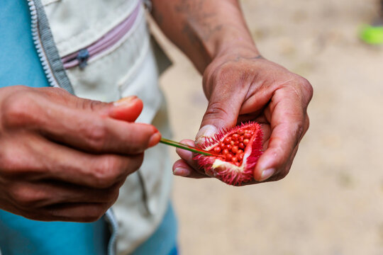 Achiote is a plant used in cooking. From the achiote seed is extracted a dye widely used in the food, cosmetic and textile industries.