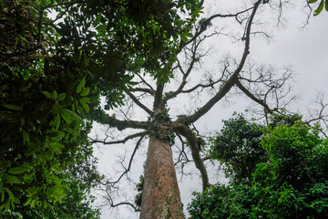 The Lupuna tree in the Peruvian Amazon. It reaches up to 70 meters in height and its trunk can...