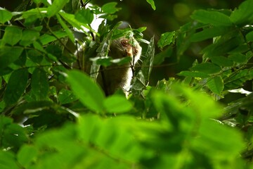 The Maluku cuscus or marsupial species from the Phalangeridae family is playing in a tree