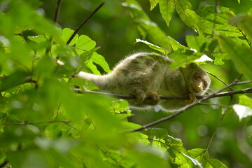 The Maluku cuscus or marsupial species from the Phalangeridae family is playing in a tree